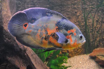 Астронотус-оскар красный (Astronotus ocellatus var.) | Aquarium-Style