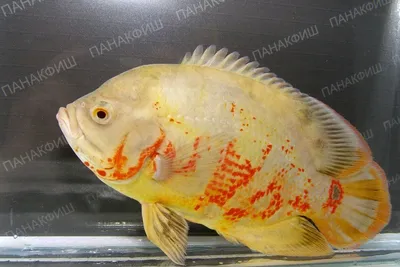 Астронотус тигровый альбинос Astronotus ocellatus / Цихлиды / Аквариумные  рыбки / КАТАЛОГ ТОВАРОВ / Аквадом - зоомагазин