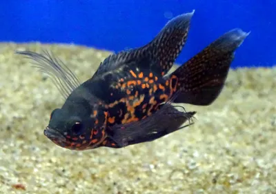 Астронотус / Astronotus ocellatus - «Самые верные рыбки :-) » | отзывы