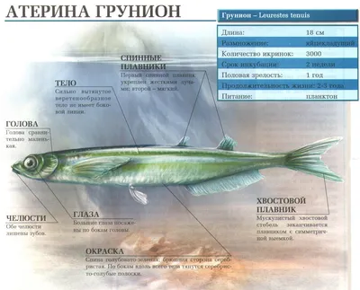 Атерина Ifish с/м м/у 700г Ifish(14820224090167): купить в интернет  магазинах Украины | Отзывы и цены в listex.info