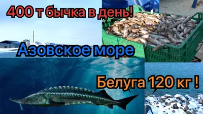 Рыба и морские деликатесы на Азовском море - Бутик-отель \"Лаванда-Азов\" на Азовском  море