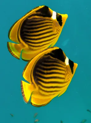 Особенности содержания рыб-бабочек в аквариуме - Аквасмайл