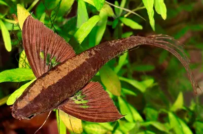 Рыба бабочка крупный план,подводный …» — создано в Шедевруме