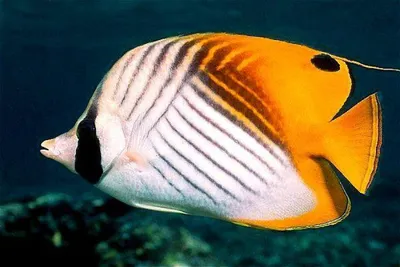 Рыба Бабочка аквариумная рыбка. Содержание, описание и разведение - YouTube