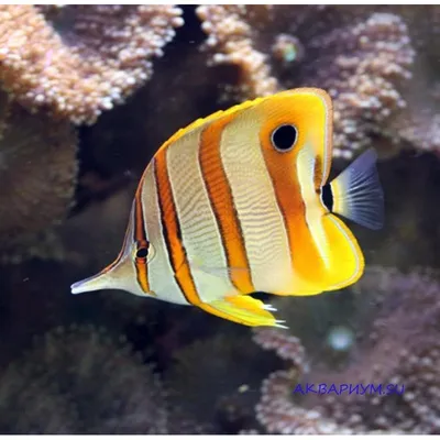 Рыба-Бабочка Рыбы Аквариум - Бесплатная векторная графика на Pixabay -  Pixabay