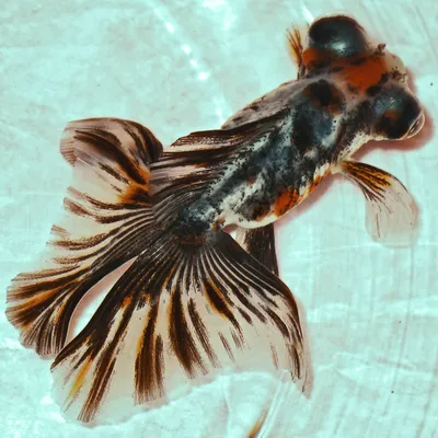 Аквариумные рыбы-бабочки – уход и содержание, описание, размножение, фото