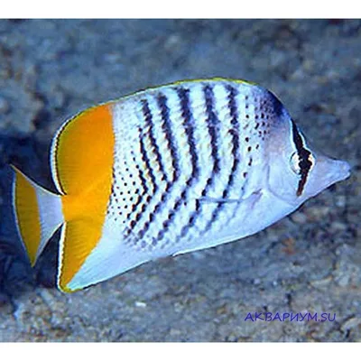 Полосатая рыба-бабочка является эндемичной для Красного моря.