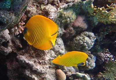 рыбы бабочки тропические стоковое фото. изображение насчитывающей  тропическо - 14477224