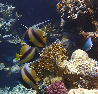Рыбы бабочки Copperband плавают в танке аквариума кораллового рифа Стоковое  Изображение - изображение насчитывающей украшение, мужчина: 102151779