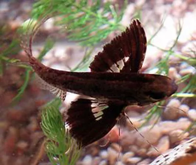 Рыба бабочка Chelmon rostratus, Copperbanded Butterflyfish купить в Киеве -  Аквасмайл