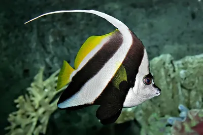 Трехполосая рыба-бабочка (Chaetodon trifasciatus)