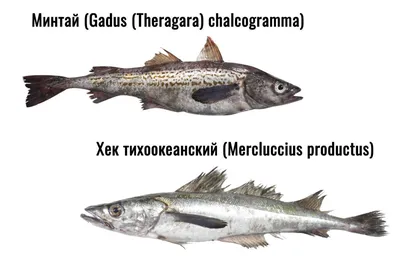 Хек с головой замороженный весовой ❤️ доставка на дом от магазина Zakaz.ua