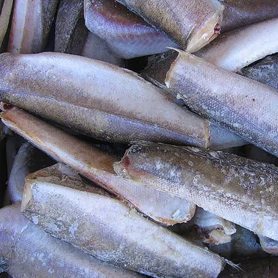 Аргентинский хек (Merluccius hubbsi) - sharkseafoods.com