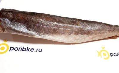 Рыба Фугу для напитков 200 мл Бокал Прозный (ID#1819647500), цена: 882 ₴,  купить на Prom.ua