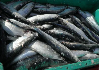 Рыба из Балтийского моря признана опасной для здоровья