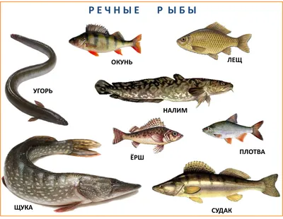 Пять чудищ, которых можно встретить, купаясь в Балтийском море - Новости  Калининграда