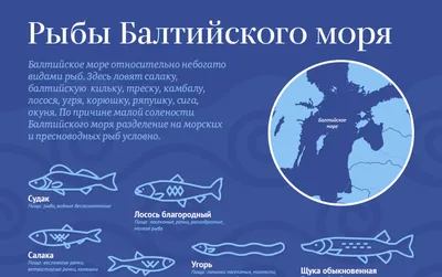 Катраны, медузы и другие самые опасные обитатели Балтийского моря -  Рамблер/доктор