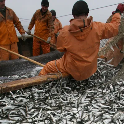 Рыба с берегов Балтики набирает популярность