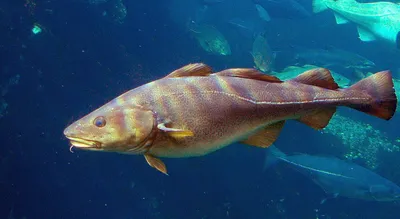 Учёные обнаружили в балтийской рыбе новый вид опасных веществ - Новости  Калининграда