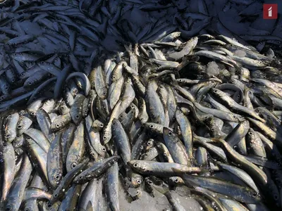Шведские ученые: Рыбу из Балтийского моря есть нельзя! - KP.RU