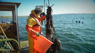 Определены квоты на вылов рыбы в Балтийском море в 2019 году / Статья