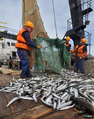 Горячие все копченые рыбы Балтийского моря шпротины сайры мойвы с головами  и сила воли в пластиковой коробке Стоковое Фото - изображение насчитывающей  подготовлено, рыбы: 135284576