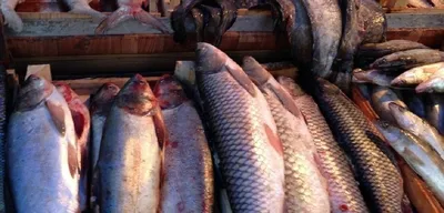 Треска рыбалка запрещена с 2020 года, 1 января | Laivo-nuoma.lt