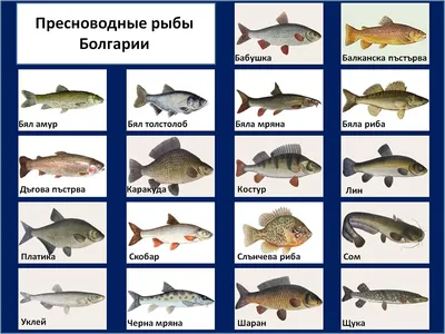 Список вредных видов рыбы, которую лучше не есть - 11 апреля 2021 -  Фонтанка.Ру