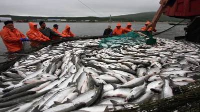 Почти 500 тонн рыбы экспортировали из Петербурга и Ленобласти в 2023 году