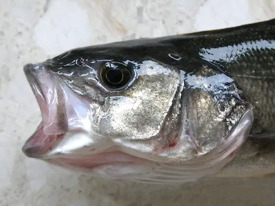 LARGEMOUTH BASS FISH PAINTING NORTH AMERICAN FISHING ART REAL CANVAS PRINT  | eBay
