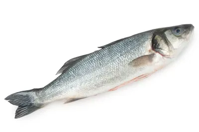 Поющая рыба Sevrwell «Карп Билли Басс» Артикул: 13894 - «Поющая рыба на  стену, которая не только украсит интерьер, но и поднимет настроение. +  Видео поющей рыбы. Отличный подарок для истинных ценителей рыбалки.) » |  отзывы