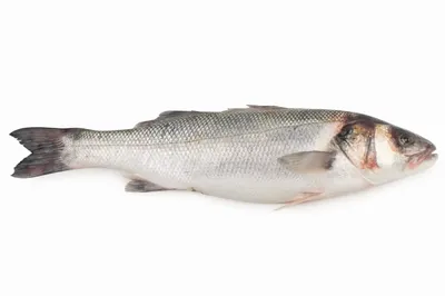 Largemouth Бас Рыбы Изолированы На Белом Фоне — стоковые фотографии и  другие картинки Рыба - Рыба, Окунь - рыба, Большеротый окунь - iStock