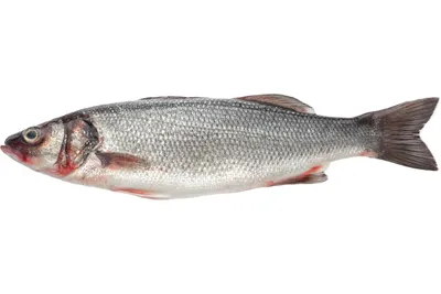Поющая рыба Sevrwell \"Карп Билли Басс\" купить по цене 1500 ₽ в  интернет-магазине KazanExpress