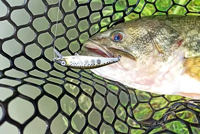 басовая рыба ловит рыболовную приманку: стоковая векторная графика (без  лицензионных платежей), 1659852619 | Shutterstock