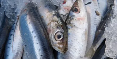 Сколько Беларусь зарабатывает на экспорте живой рыбы