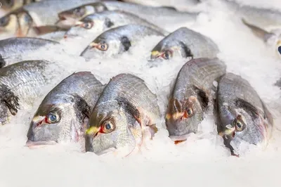 Стало известно, как в период санкций в Беларусь попадает рыба - KP.RU