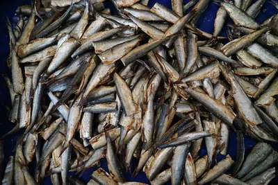 Каталог рыб - РУП «Институт рыбного хозяйства»