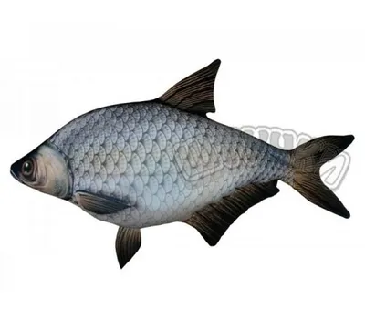 Лещ, рыба в реальном маштабе времени Стоковое Изображение - изображение  насчитывающей серо, жить: 52379927