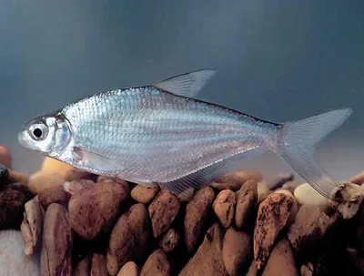 Рыба лещ: описание, фото, виды, повадки, места обитания, чем питается