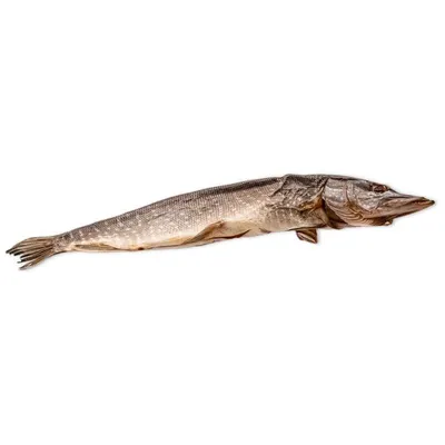 Рыба: СИБАС потр без чешуи