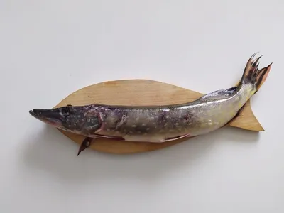 Рыба без чешуи» — создано в Шедевруме