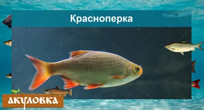 Рыбы — Википедия