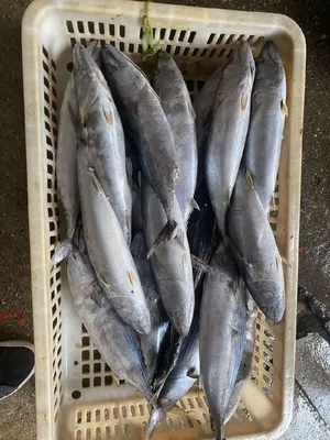 Palamut - Fresh bonito fish in the market Stock Photo | Adobe Stock