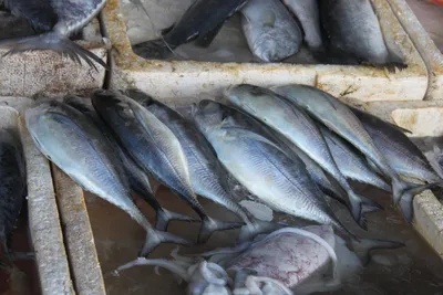 Tuna, Bonito (Thunfisch) фотография Stock | Adobe Stock