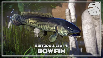 Bowfin - Wikipedia