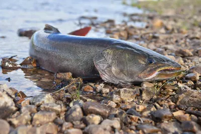 Черная икра рыбы Bowfin