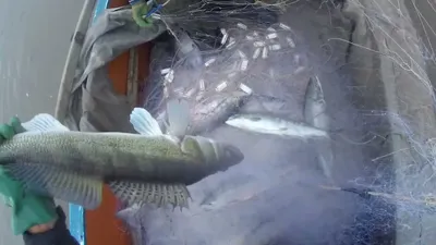 Кемеровская рыбалка ОТЧЕТЫ Пересыхающая река Догдемона