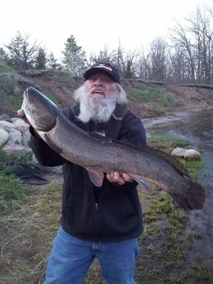 The Bowfin, Amia Calva, - `living Fossil.`fish Фотография, картинки,  изображения и сток-фотография без роялти. Image 166283463