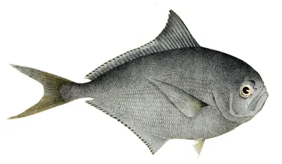 Рыбы. Атлантический брама стоковое изображение. изображение насчитывающей  море - 33358065