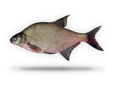 Рыба Лещ - «Самая простая рыба, которая водится везде. Легко поймать, легко  приготовить.» | отзывы